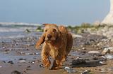 BASSET FAUVE DE BRETAGNE 058